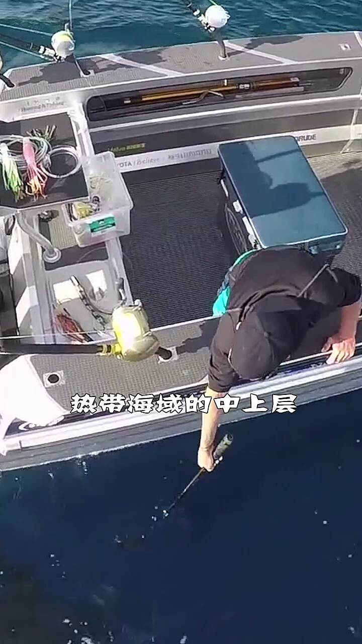世界上最大的乌龟