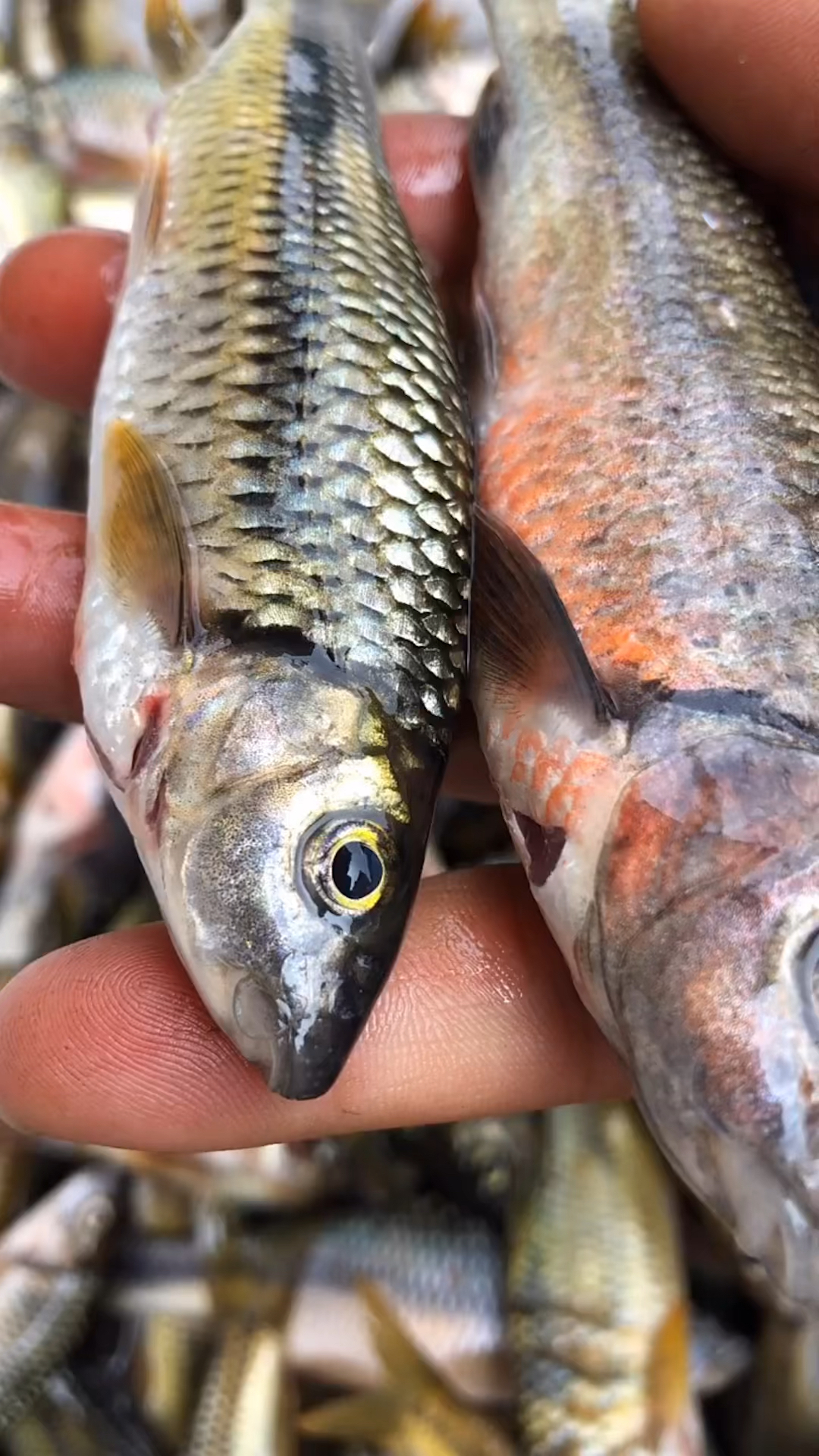 很多朋友认识石斑鱼却不知道怎么分公母,今天我来告诉大家。