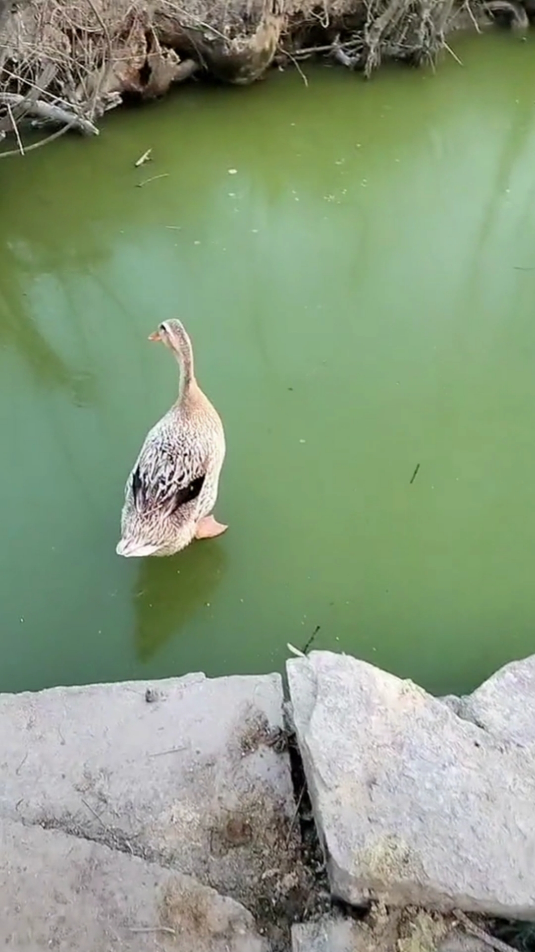 #鸭子#鸭子：奇怪啊！今天的水怎么啦？硬邦邦的…