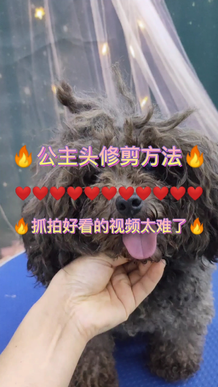 #我家萌宠成精了#公主头来了,大家学费了没