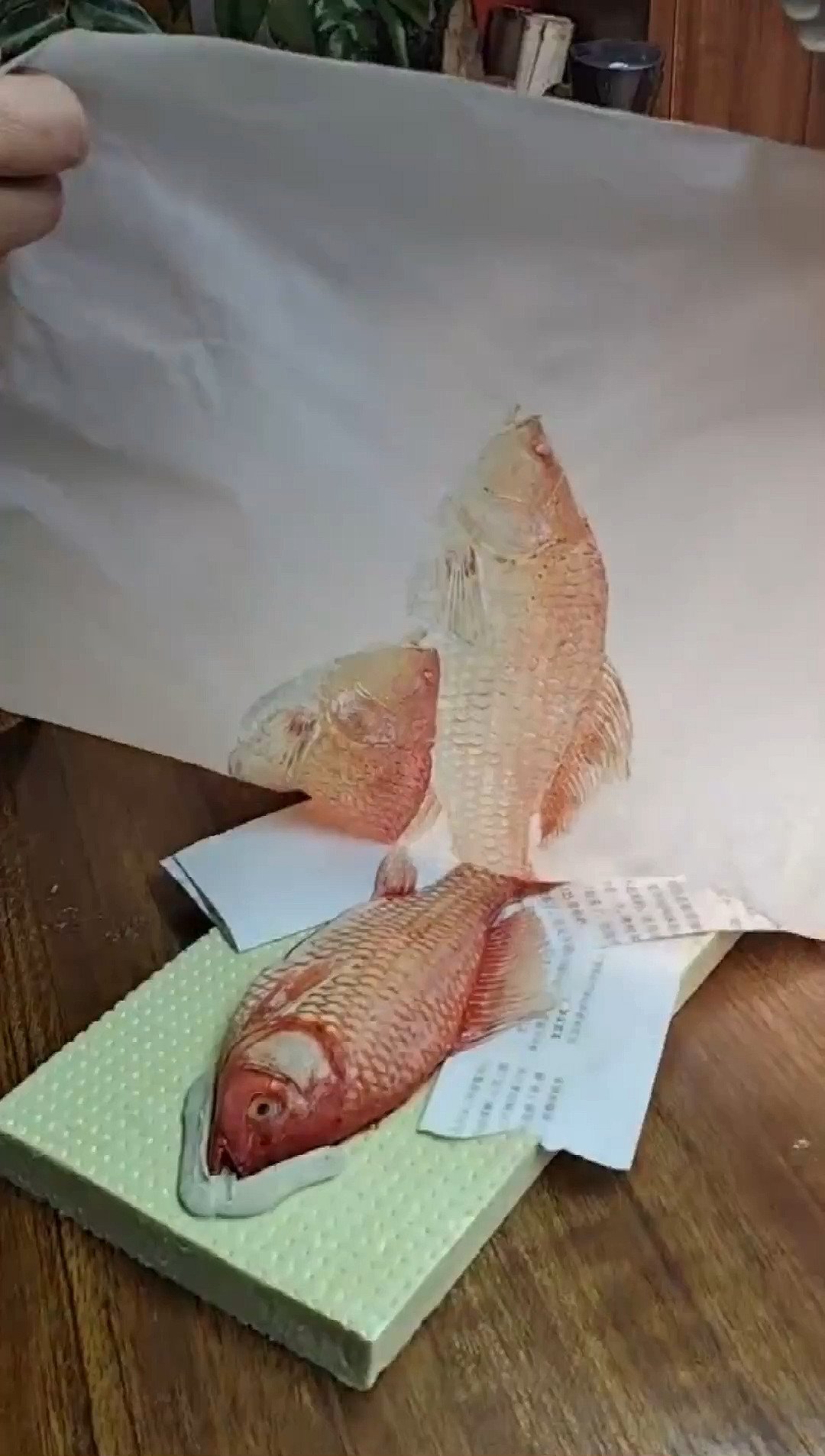 应网友要求拓长尾鲫鱼全过程