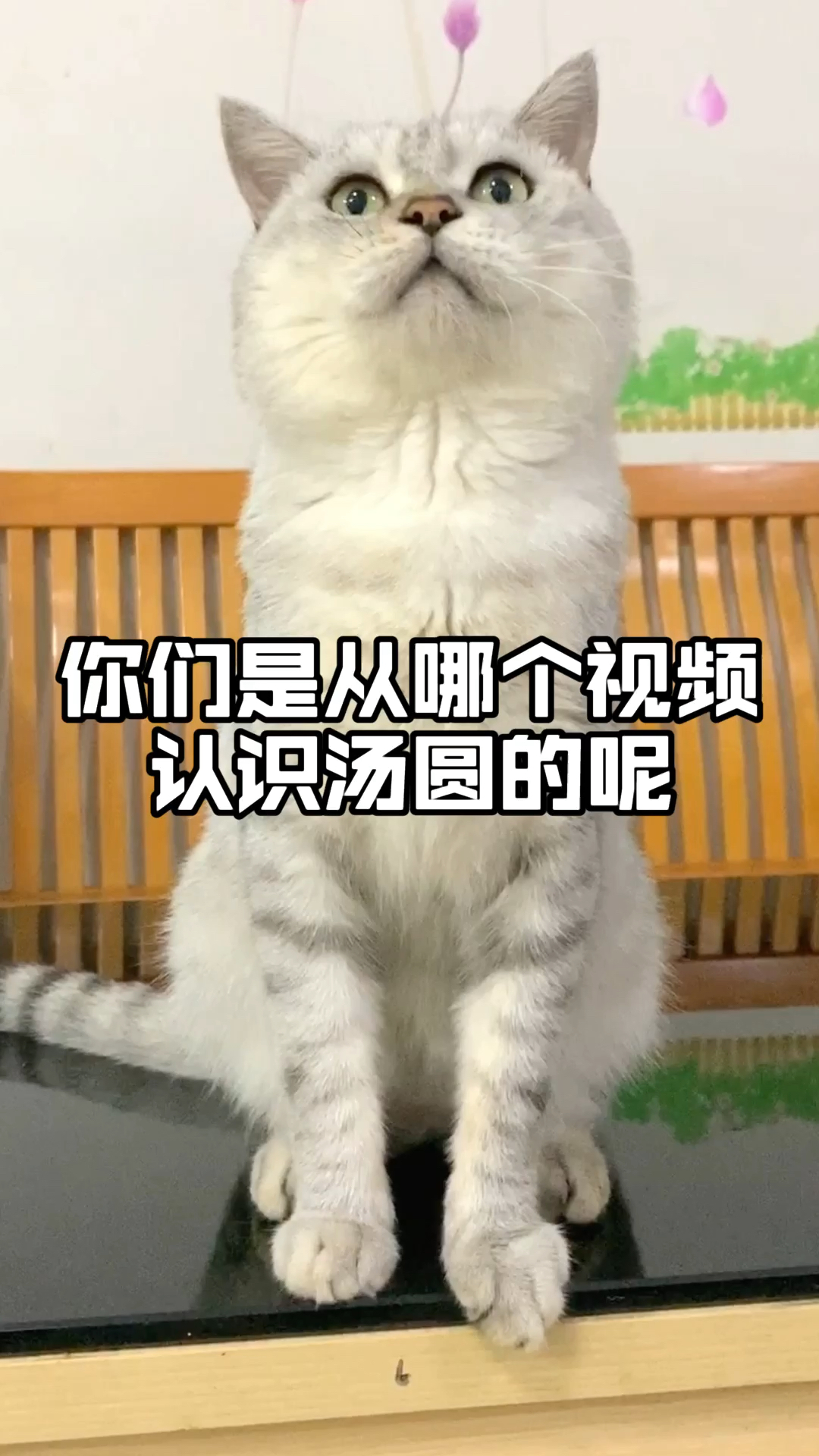 #我家萌宠成精了#你们是从哪个视频认识汤圆的呢