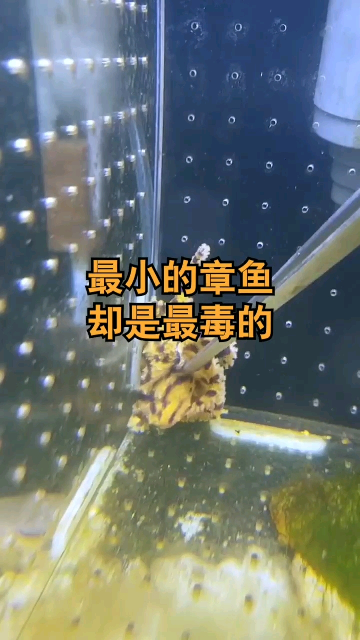 最小的章鱼,却是有毒的,对此你怎么看?