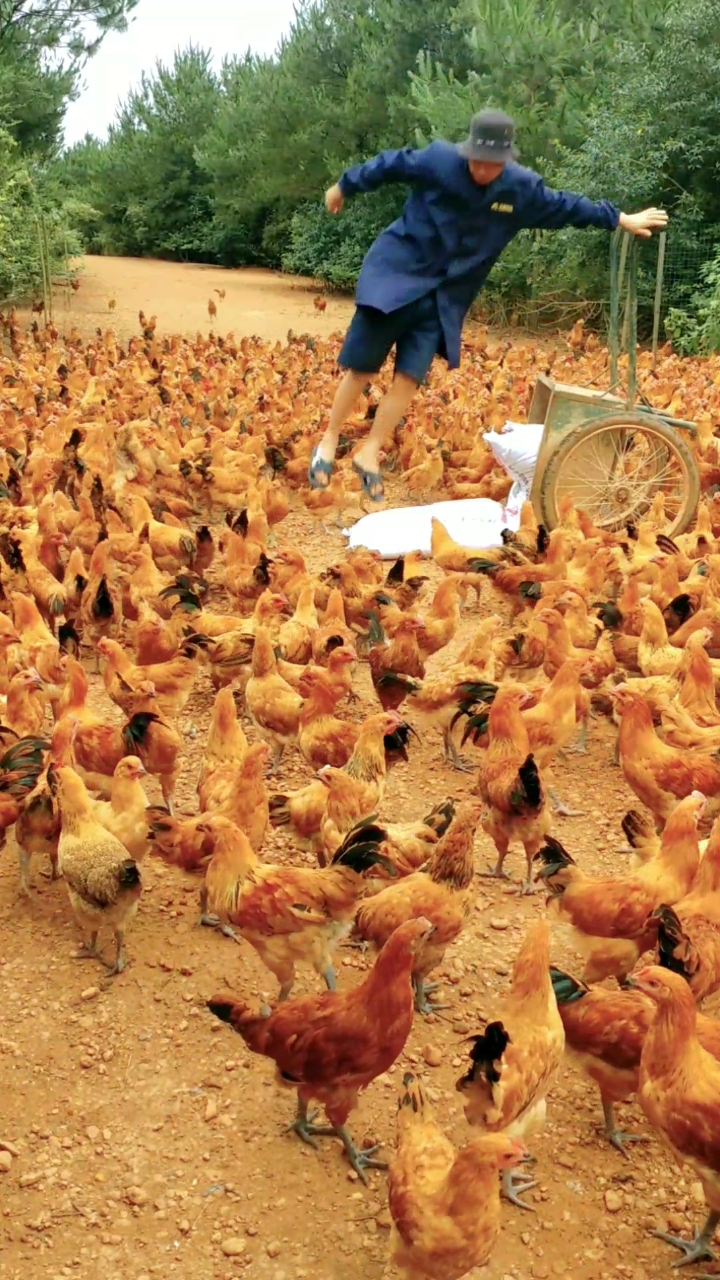 #养鸡#养鸡大侠