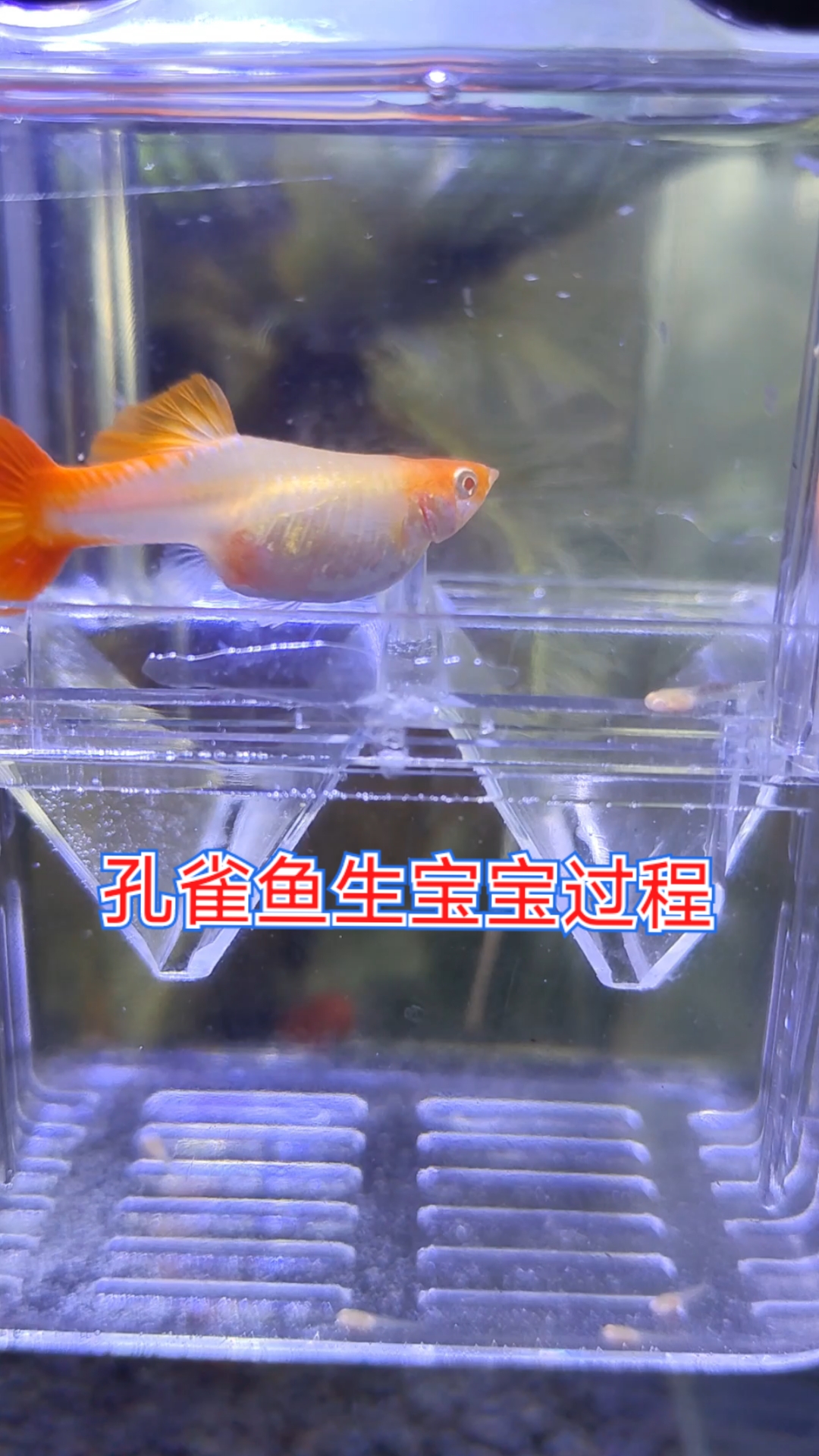 蹲守一上午,记录下孔雀鱼生宝宝过程～