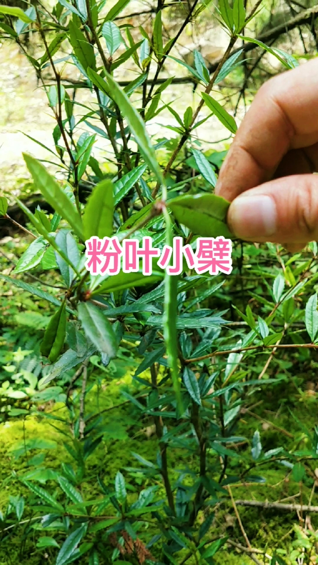 #认识中草药#粉叶小檗,别称三颗针,叶边缘有刺状齿,是优良的绿篱植物。