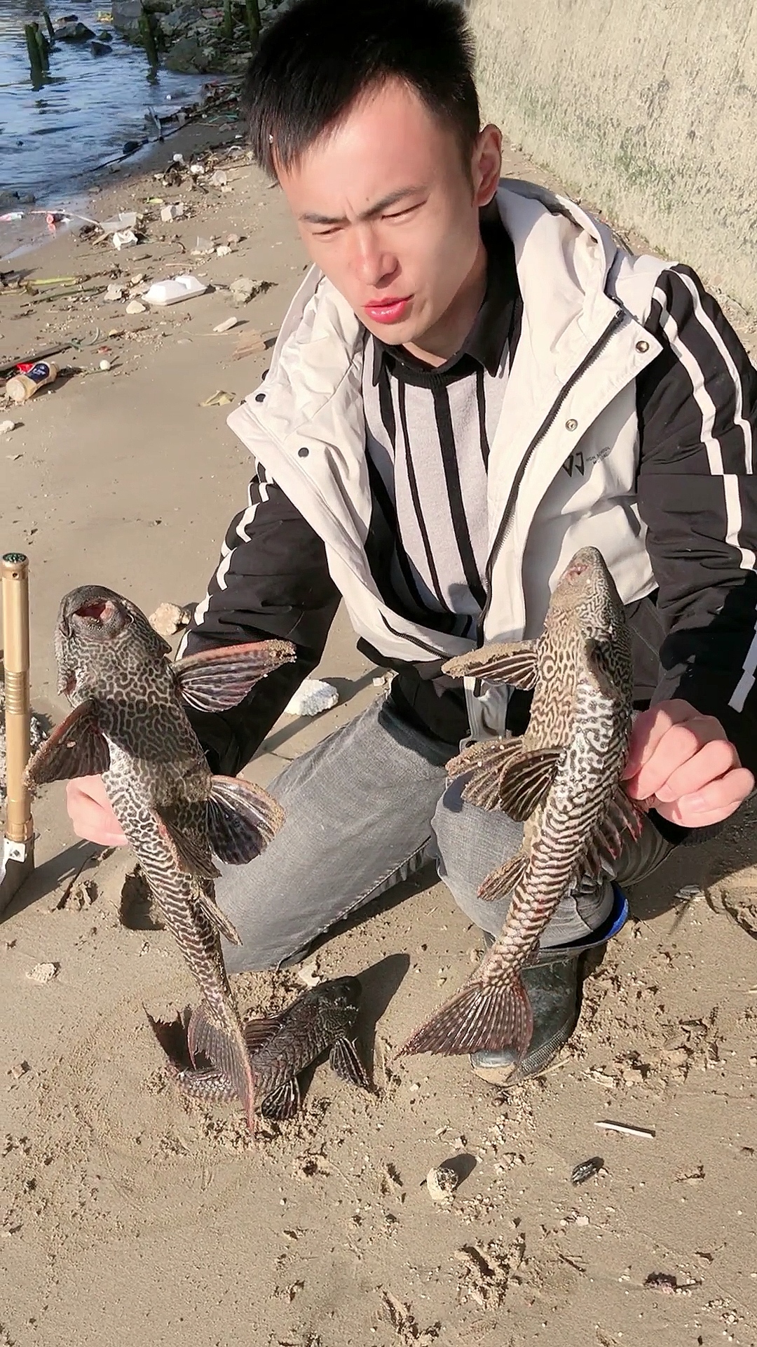 外来物种清道夫吃其他鱼的鱼蛋,抓到它就把它埋了为维护河道自然生态平衡出一份力