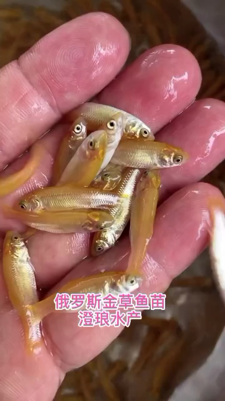 俄罗斯金草鱼苗金丝鲩黄金鲩金草鲩红草鱼淡水养殖鱼苗