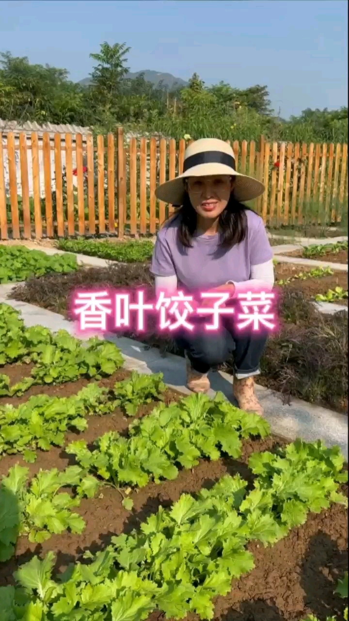 香叶饺子菜