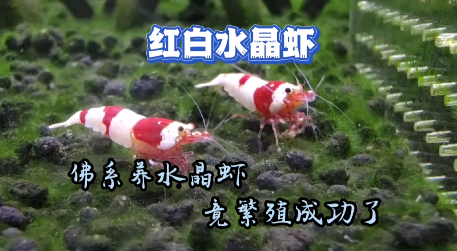 #记录生活#佛系养的水晶虾，竟繁殖成功了，满满的成就感