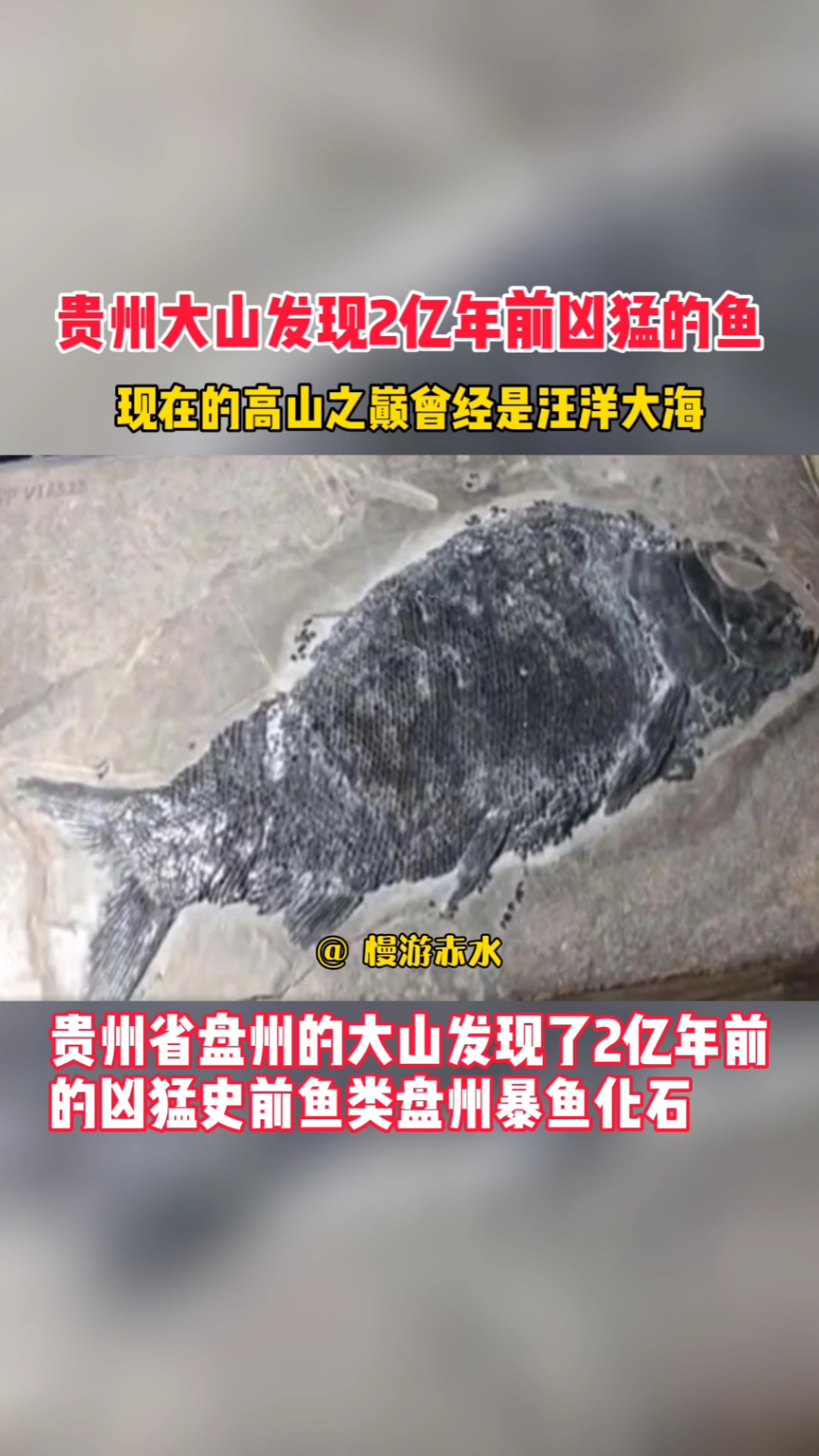 #贵州#贵州大山发现2亿年前凶猛的鱼的化石,现在的高山之巅曾经是汪洋大海