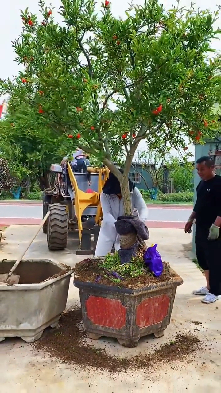 大红袍石榴,寓意多子多福,耐寒耐旱南北方都可以栽植