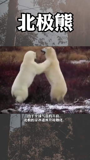 #动物世界#北极熊原来这么大