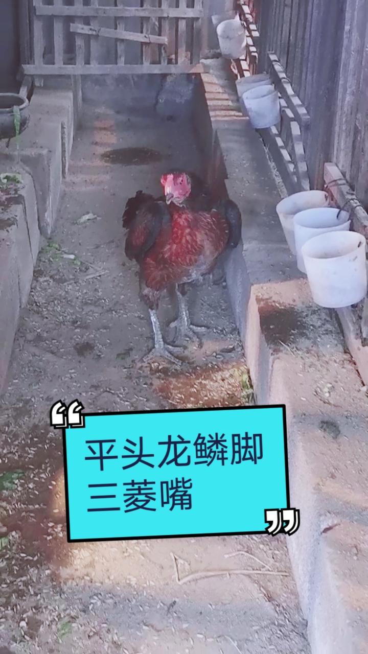 #越南西贡斗鸡#高质量西贡鬼母,三菱嘴平头龙鳞脚