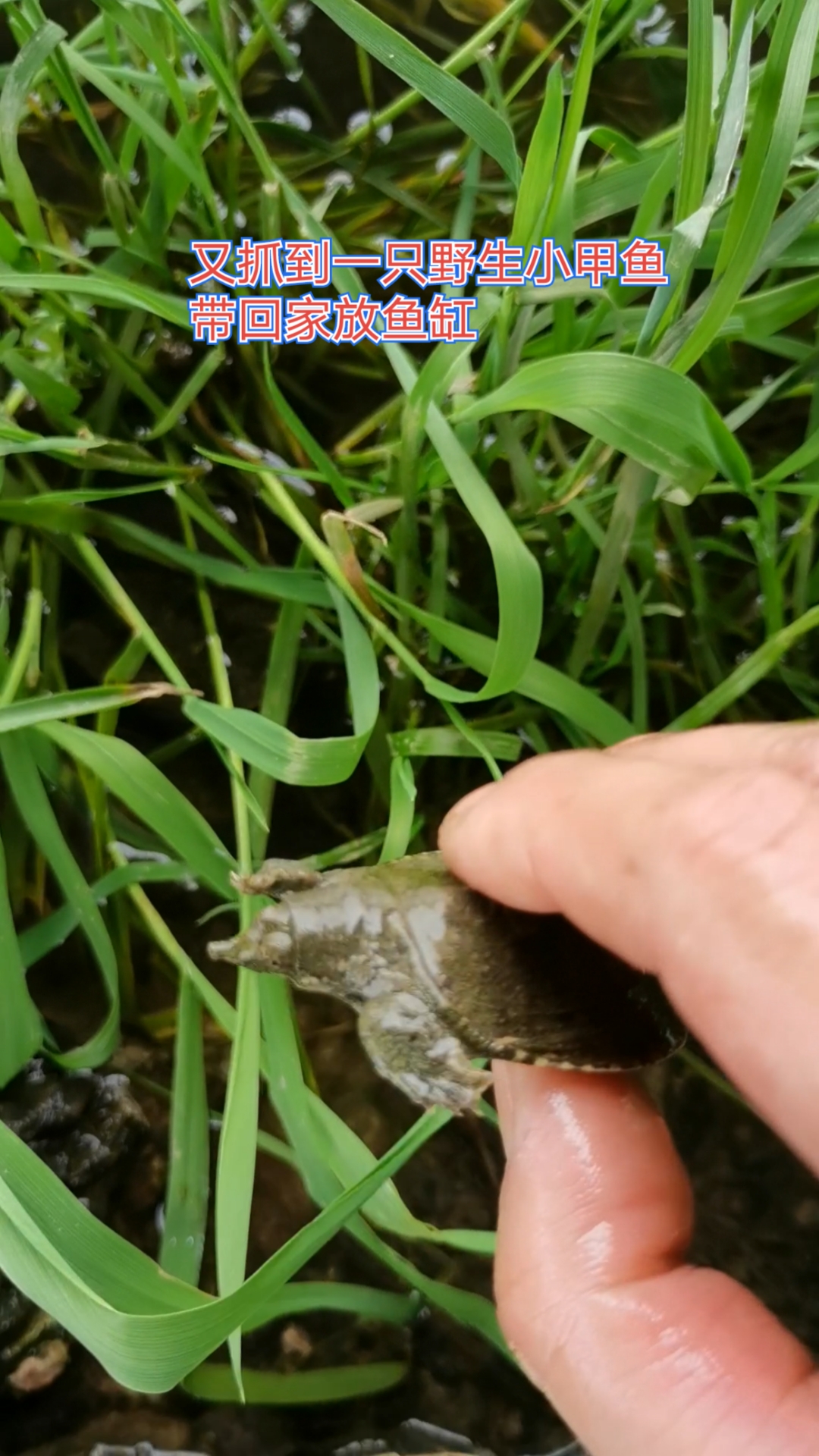 抓到几只野生小甲鱼