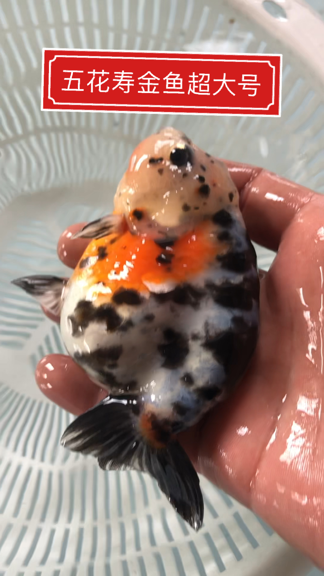 #金鱼#兰寿系列五花寿非常大12厘米左右