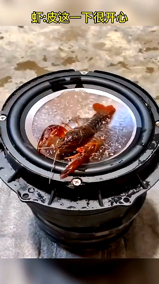 #我要上热门#皮皮虾:你这干的是什么事啊!