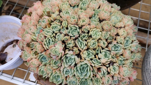 #多肉植物#谁说夏天冰梅就变绿?我就要红怎么啦!