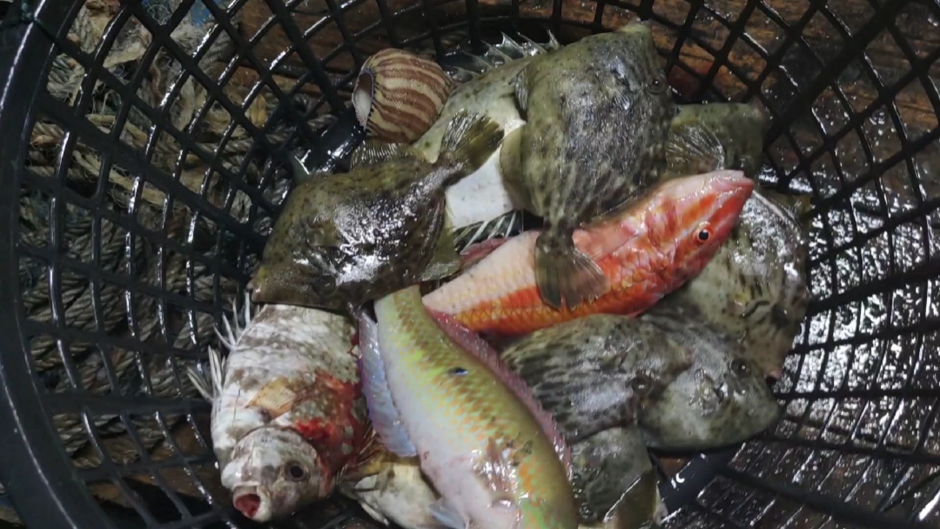 #南澳岛#挑战6千米渔网围岛放网最后一网，大网是专门捕大货的，来看收获（上）