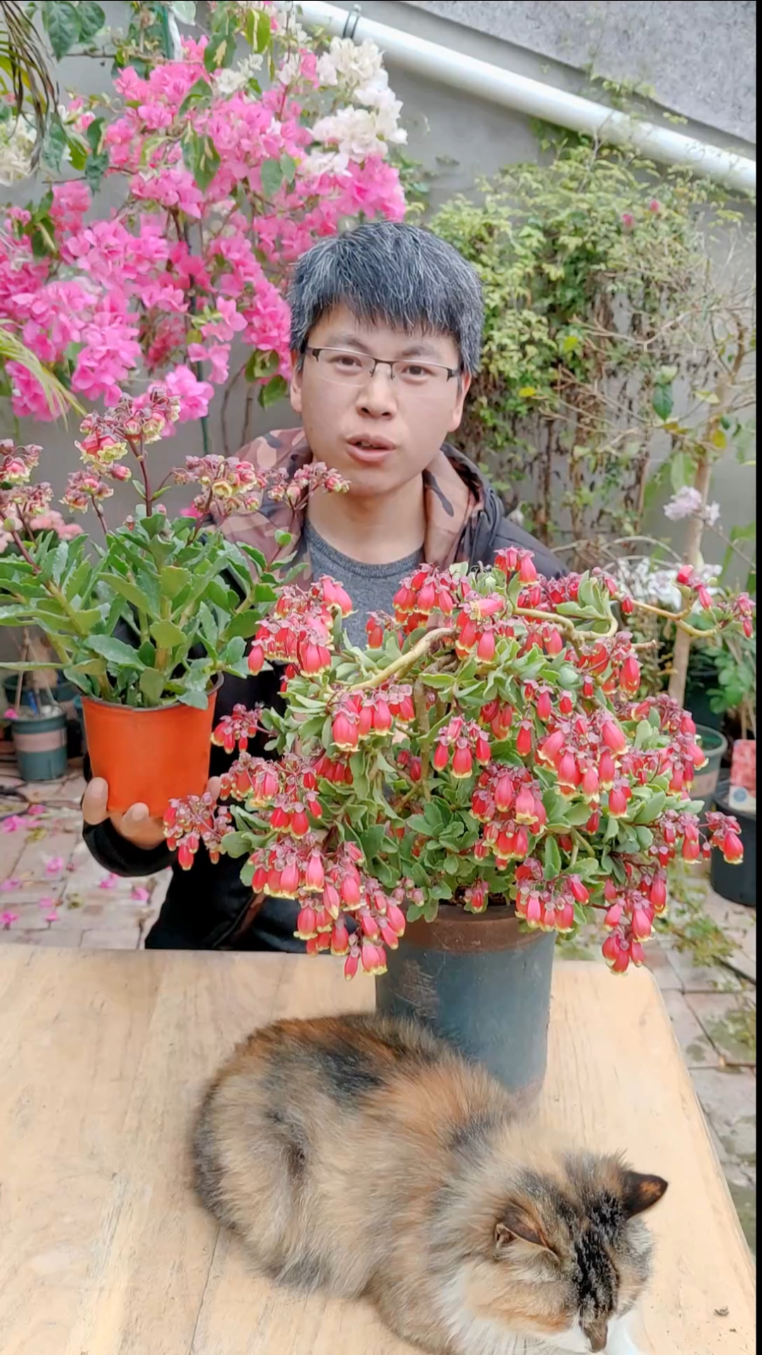 #元宵节#开花像灯笼的长寿花:宫灯长寿花