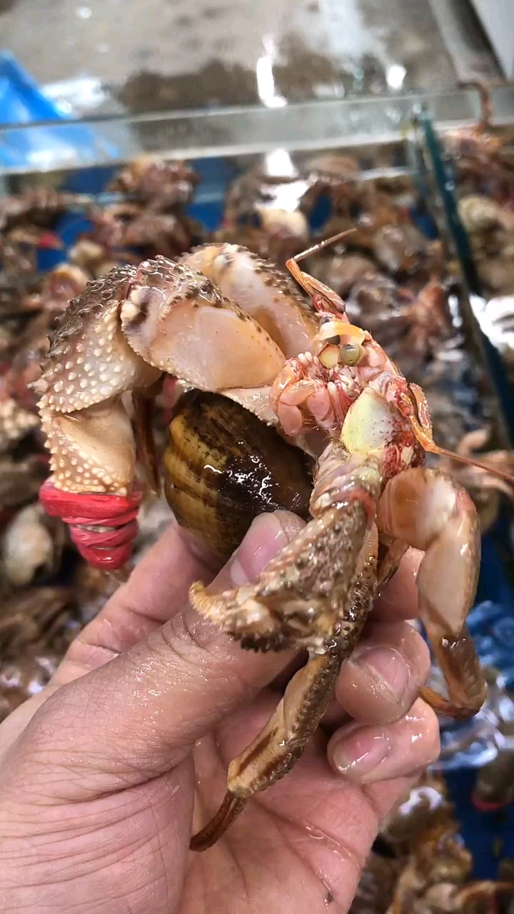 我们叫它大虾怪