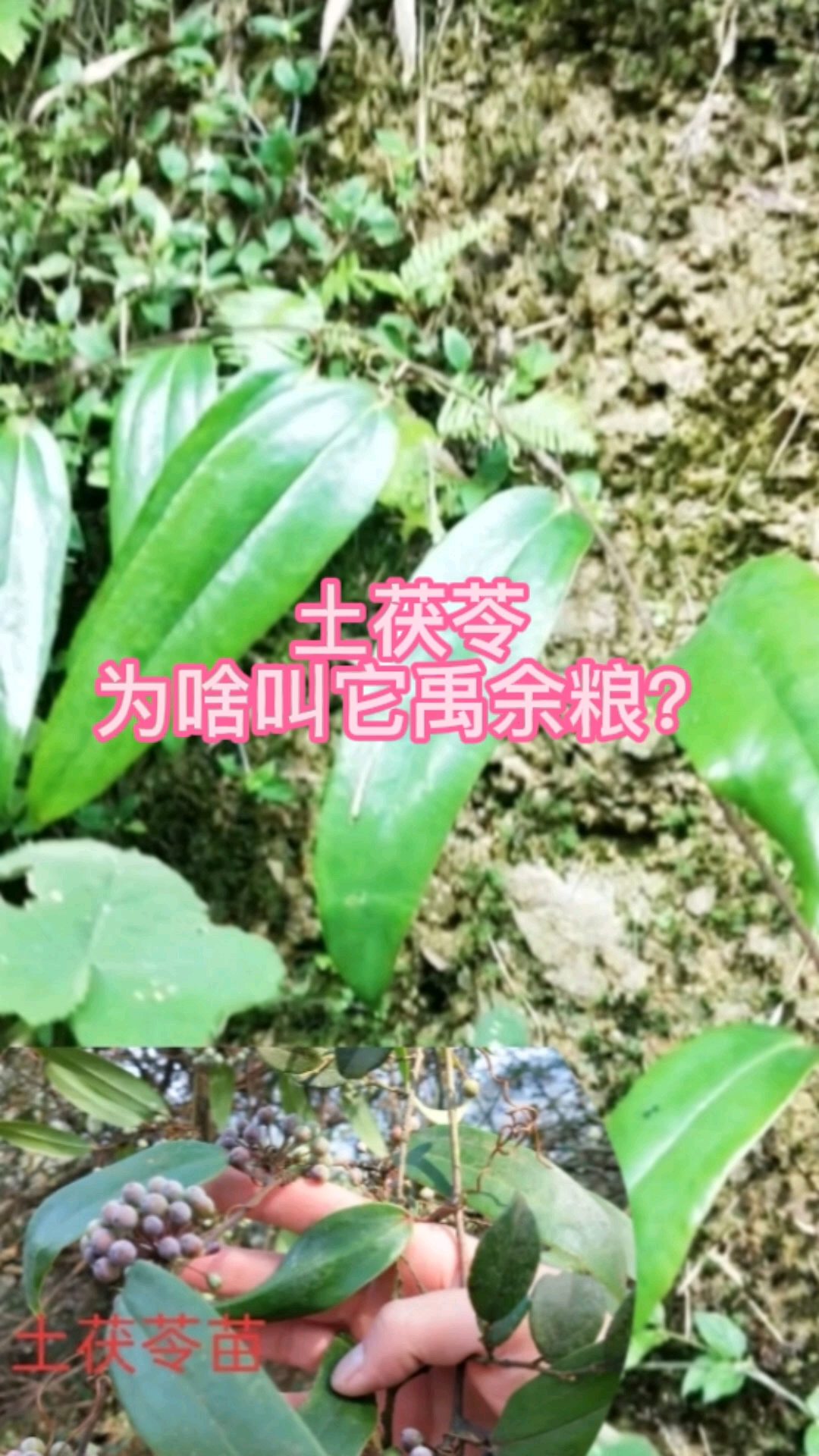 #认识中草药#广东等地方常见的煲汤食材土茯苓是怎样的?为啥也叫它禹余粮、冷饭团?