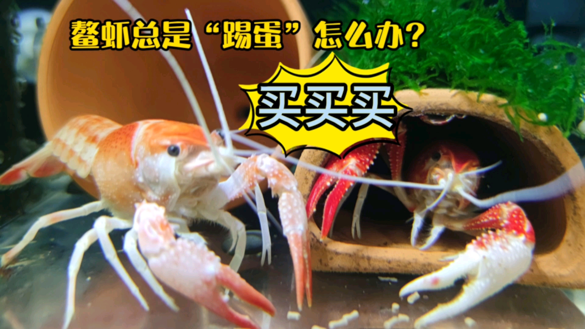 #记录生活#人工天空蓝魔虾从小养起才更有乐趣,新买的鳌虾入缸