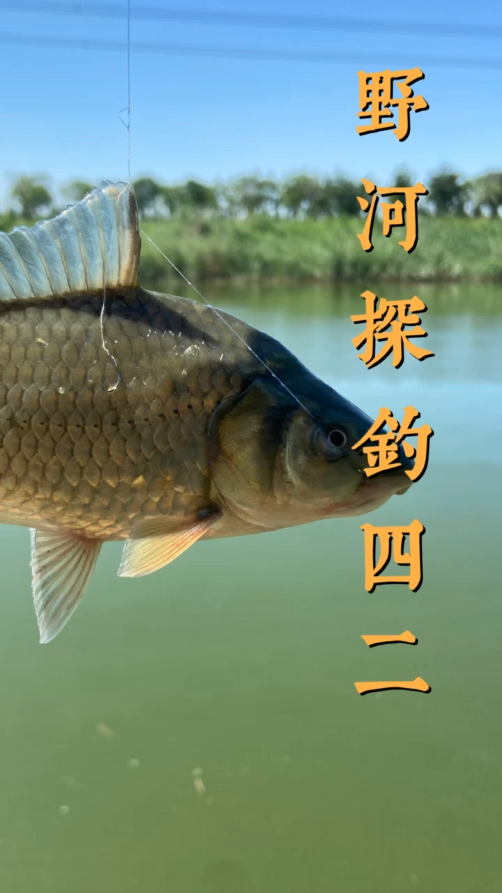 #钓鱼#我是钓开心了。希望你能看到这个视频