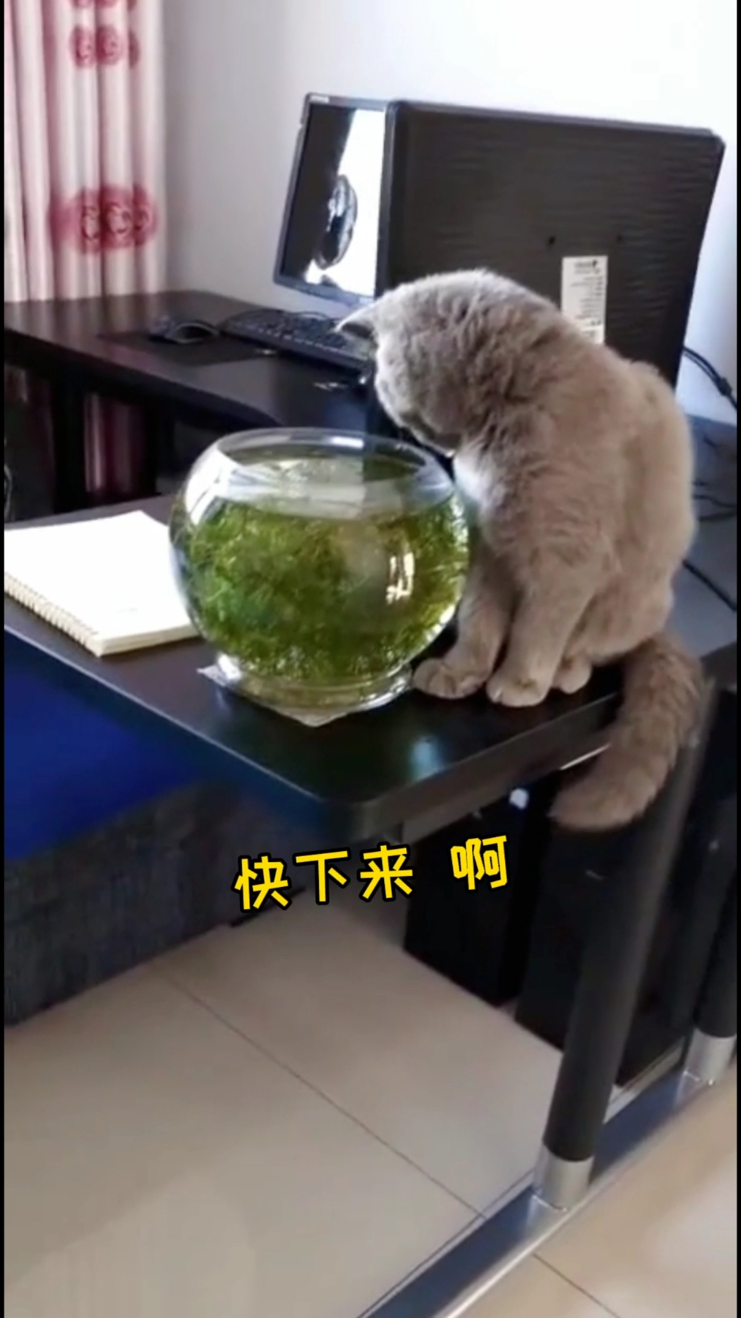 #我家萌宠成精了#这种情况是选择养鱼还是养猫！我太难了