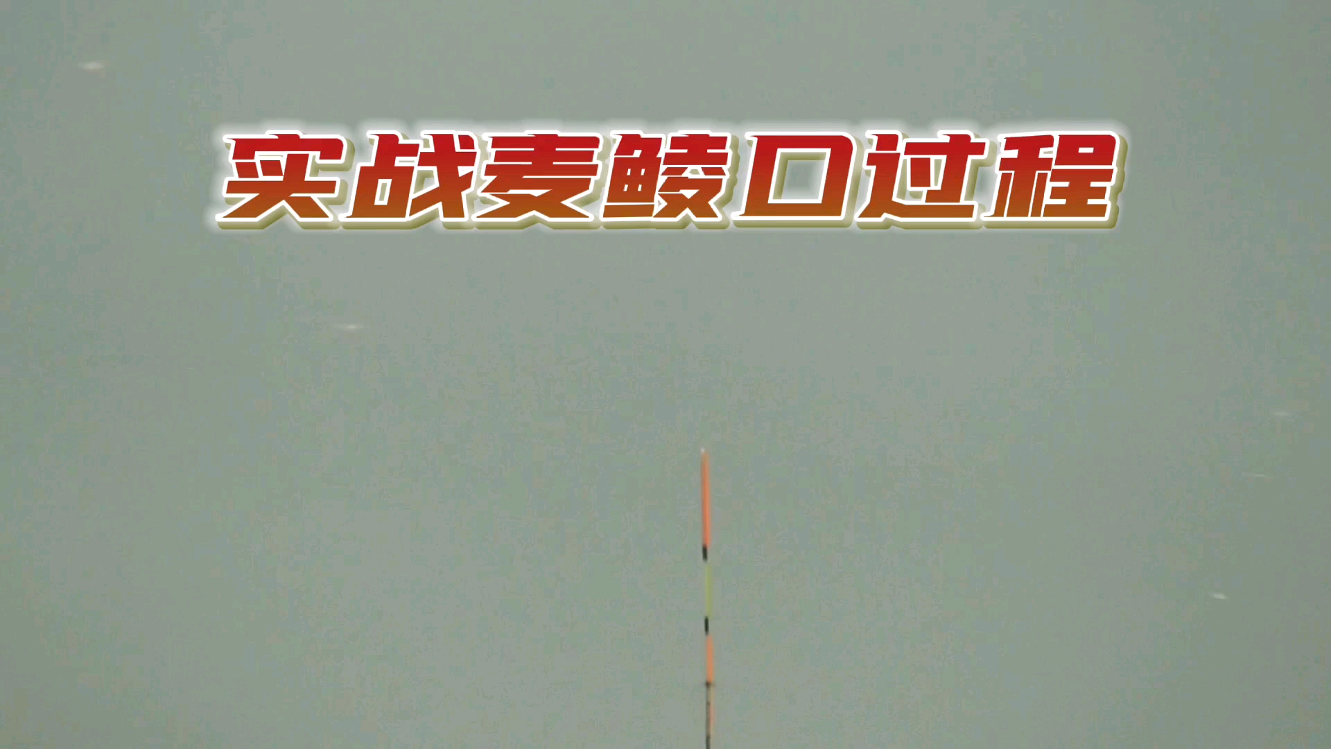 #钓鱼#麦鲮鱼吃口干脆利落,直接顶漂