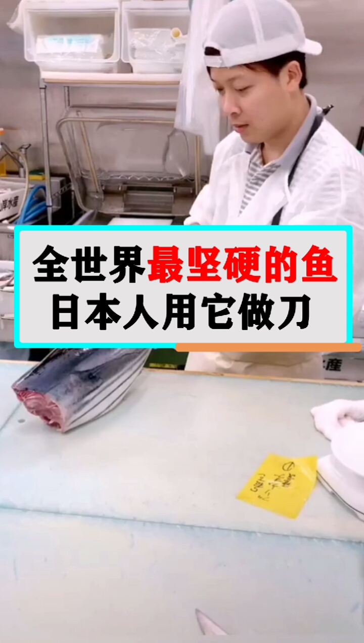 全世界最坚硬的鱼,日本人用它做刀!
