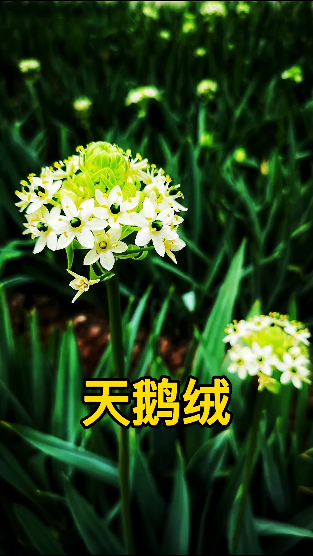 #分享养花经验#大城市才能买到的高端切花天鹅绒,你喜欢吗