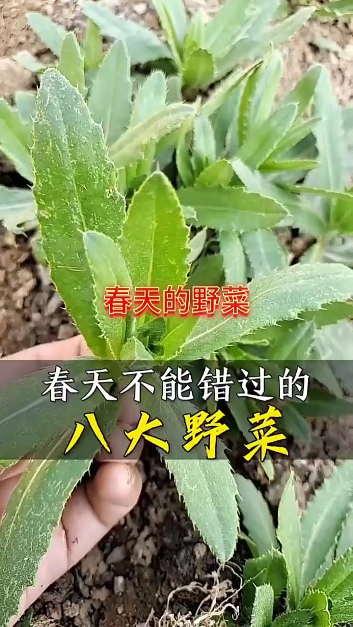 #音为有你#春天不能错过的8种野菜,你吃过算你牛!