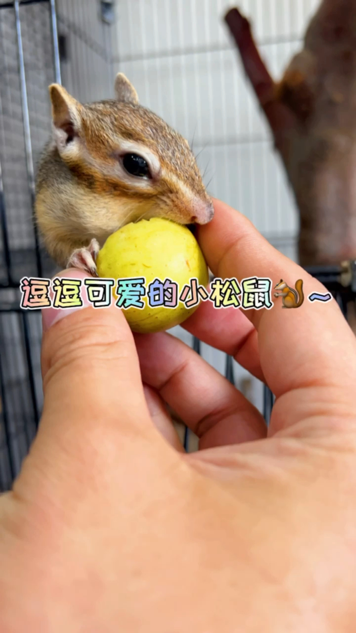 #我家萌宠成精了#超可爱的小松鼠！