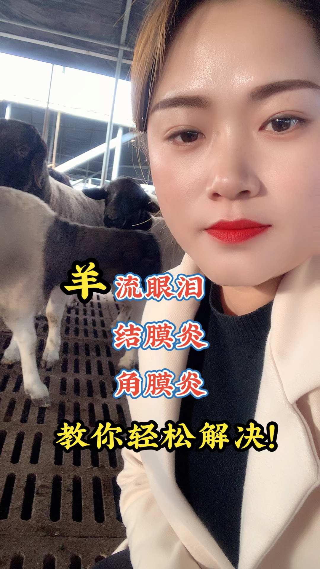 #农村养羊人#羊眼流泪,结膜炎,角膜炎,教你轻松解决!