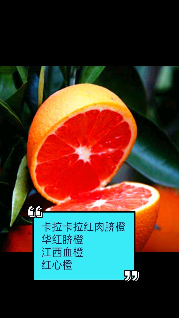#卡拉卡拉红肉脐橙#红肉脐橙#华红脐橙#江西血橙#红心橙