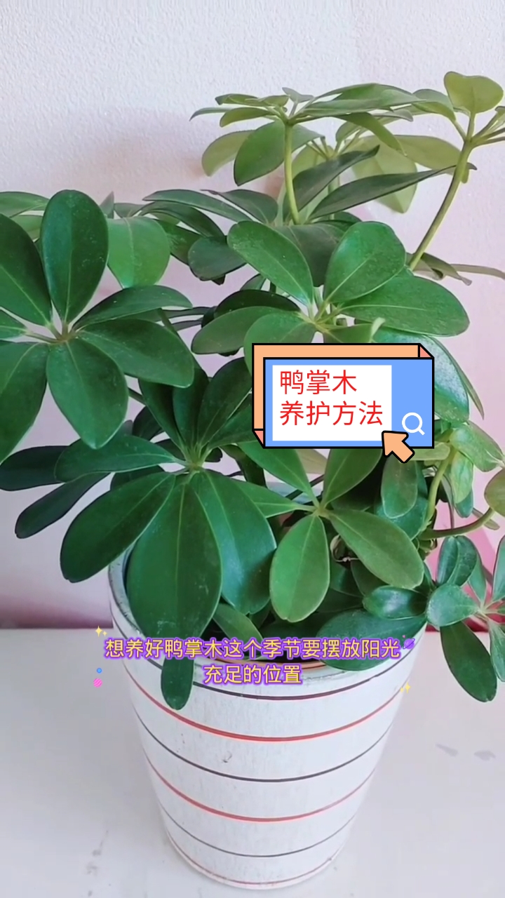 #养花#鸭掌木的养护方法