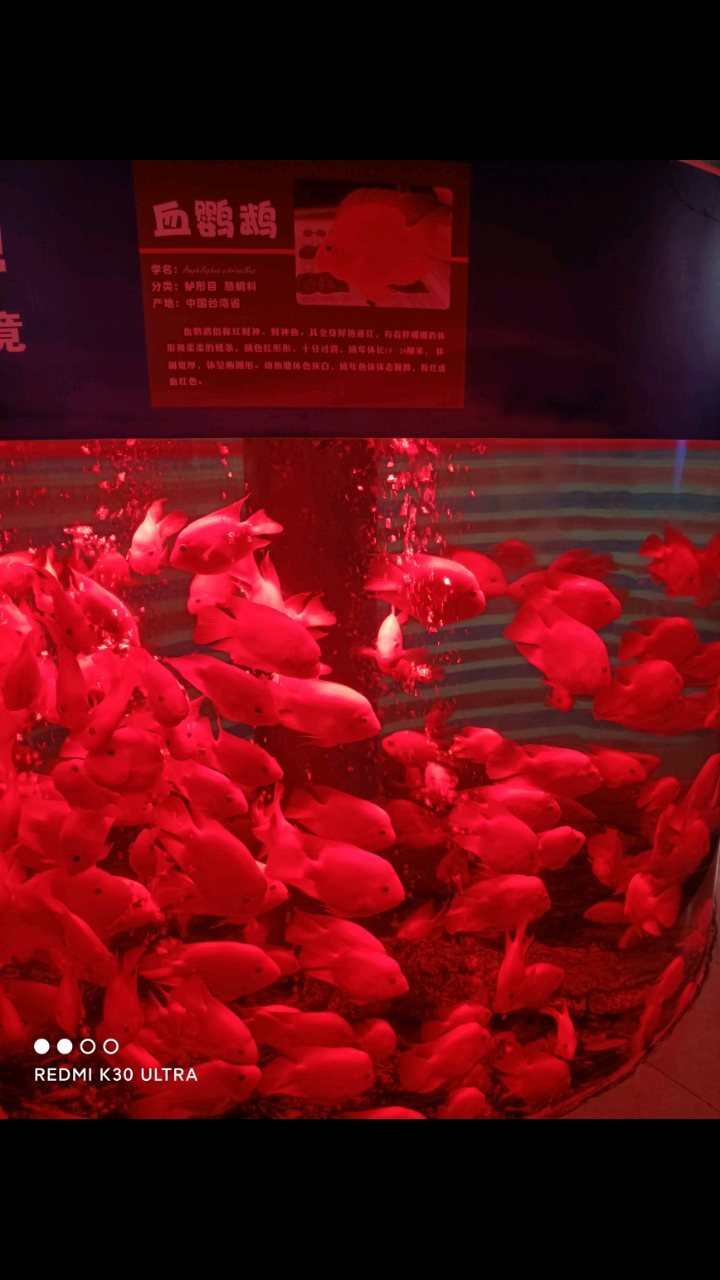 血鹦鹉