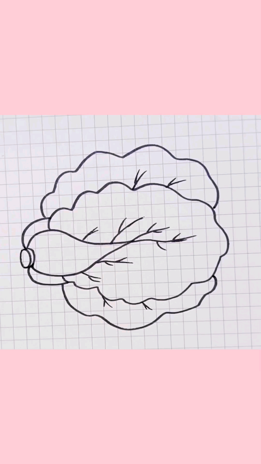 一看就会的大白菜简笔画