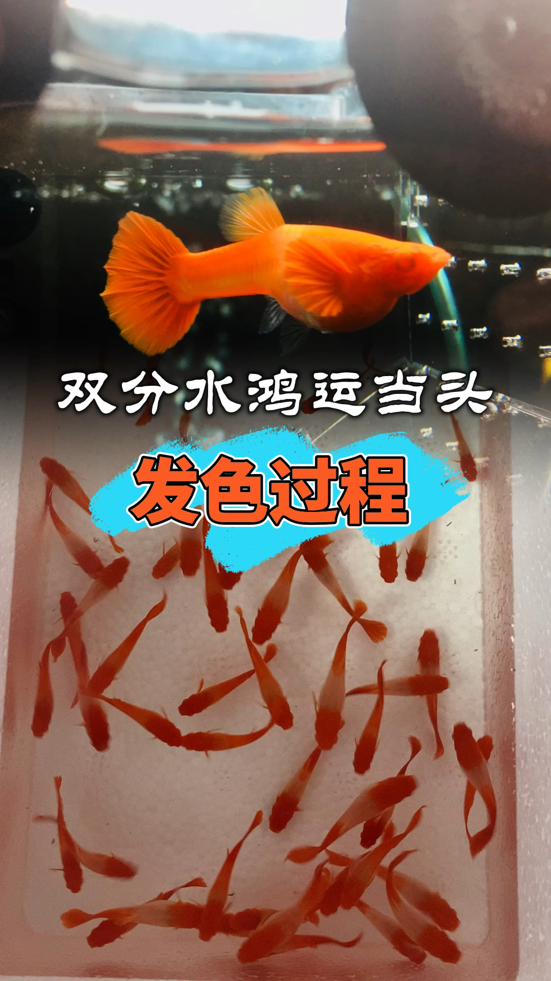 #孔雀鱼#双分水鸿运当头孔雀鱼发色过程