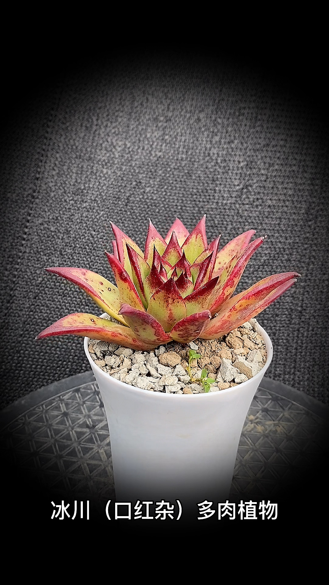 #有一种可爱叫多肉!#冰川(口红杂)多肉植物:是景天科拟石莲属多肉植物。