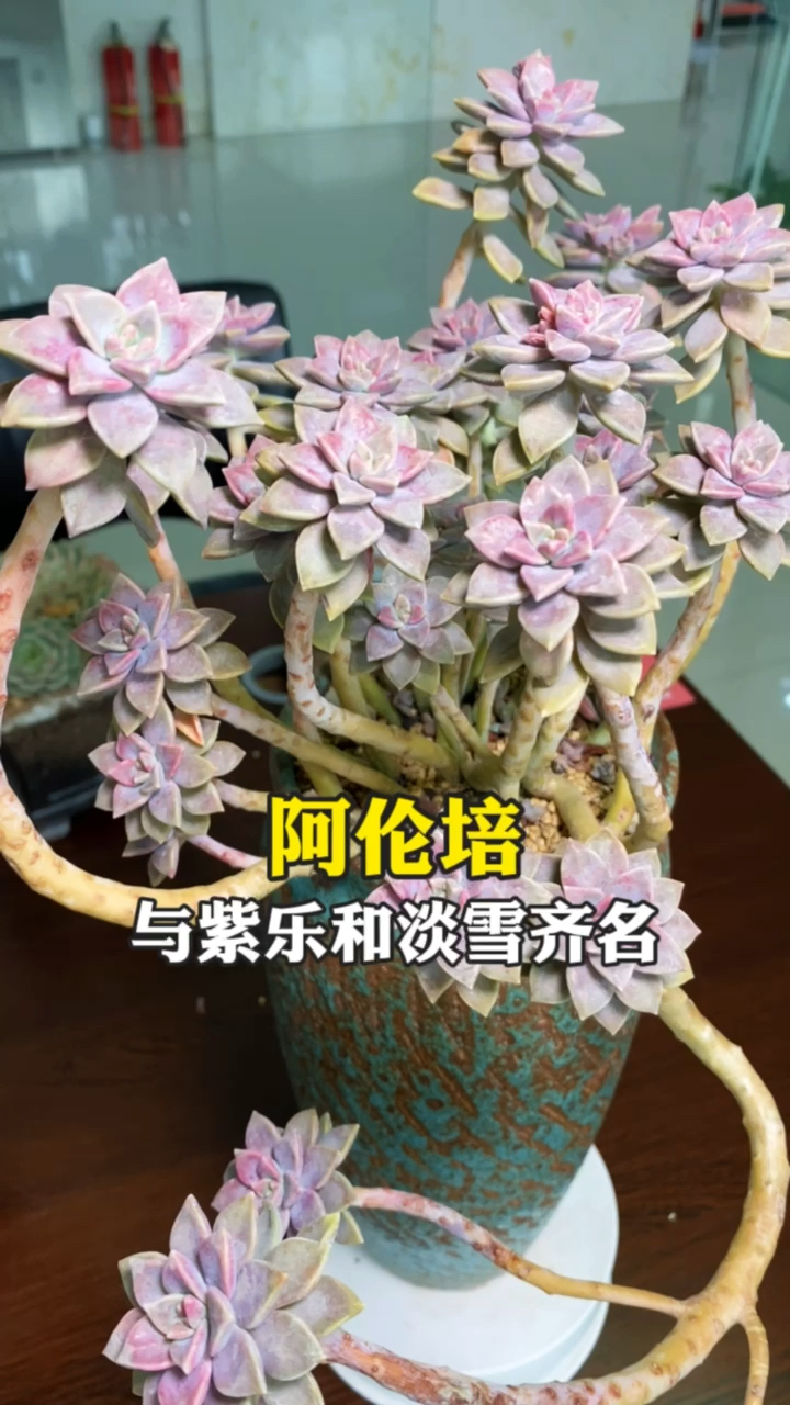 #多肉植物#阿伦培多肉的养殖方法与注意事项