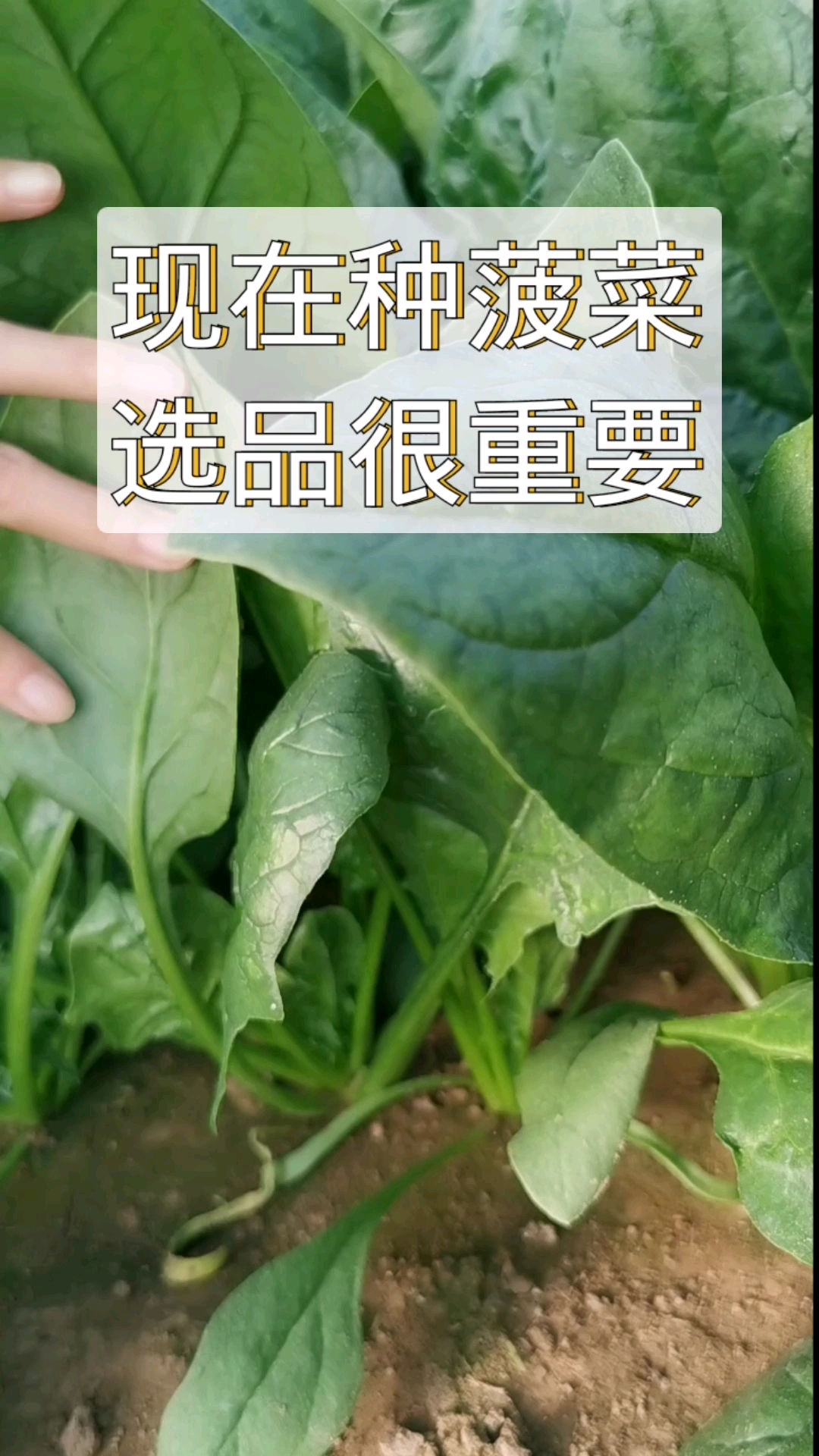 现在种菠菜还是得选耐热品种,不然不容易出苗,而且别看是耐热品种,天冷它一样长的好