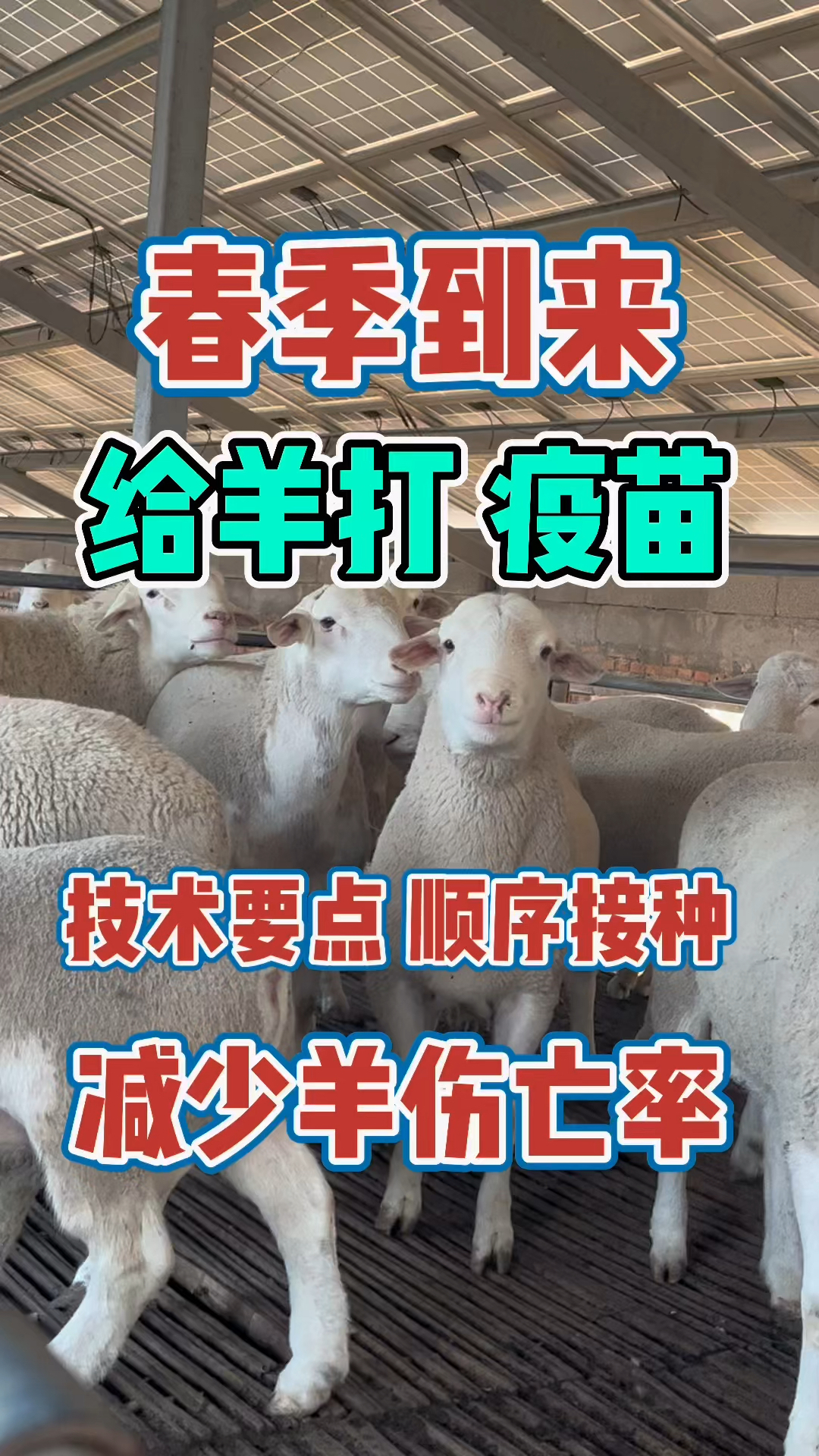 #纯种澳洲白种公羊#春季到来给羊打疫苗,技术要点顺序接种,减少羊的伤亡率
