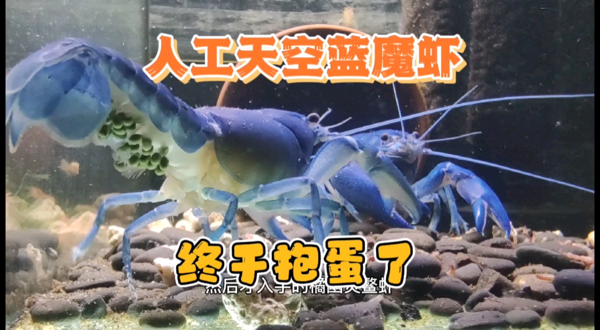 #记录生活#终于等到你，还好我没放弃。我的人工天空蓝魔虾终于抱蛋了