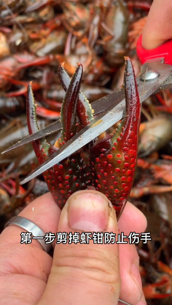 还是有很多朋友不会清理小龙虾,今天我特地来教你们如何正确清理,大家学会了吗?