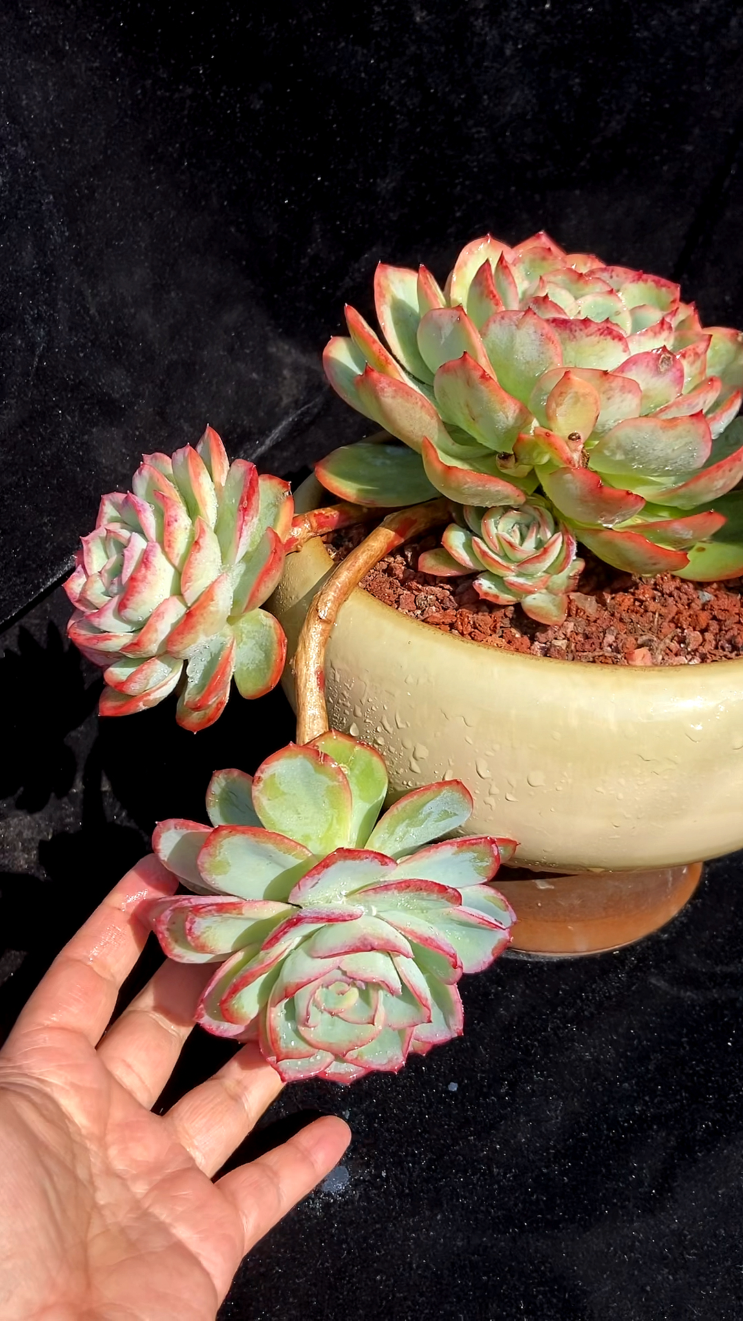 晨露多肉,好看又好养得肉肉,出状态美爆