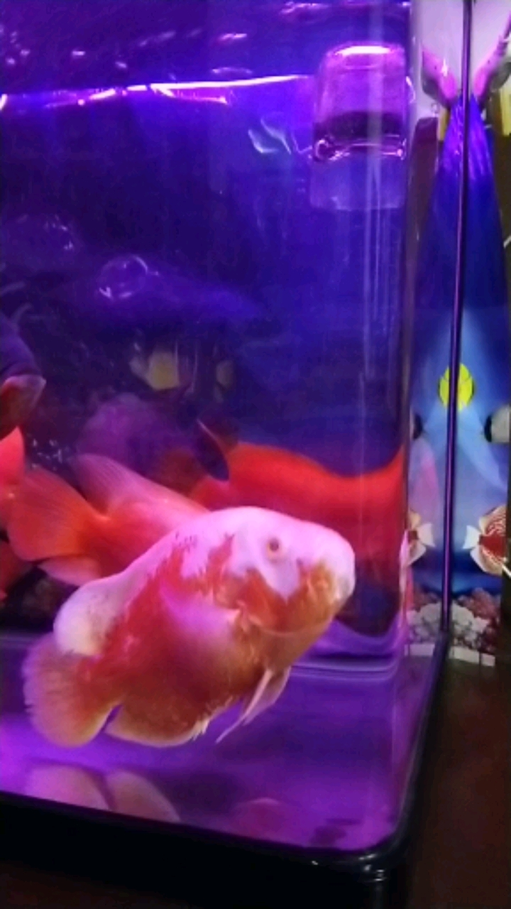 我养了三年财神鱼起头了,要发财了