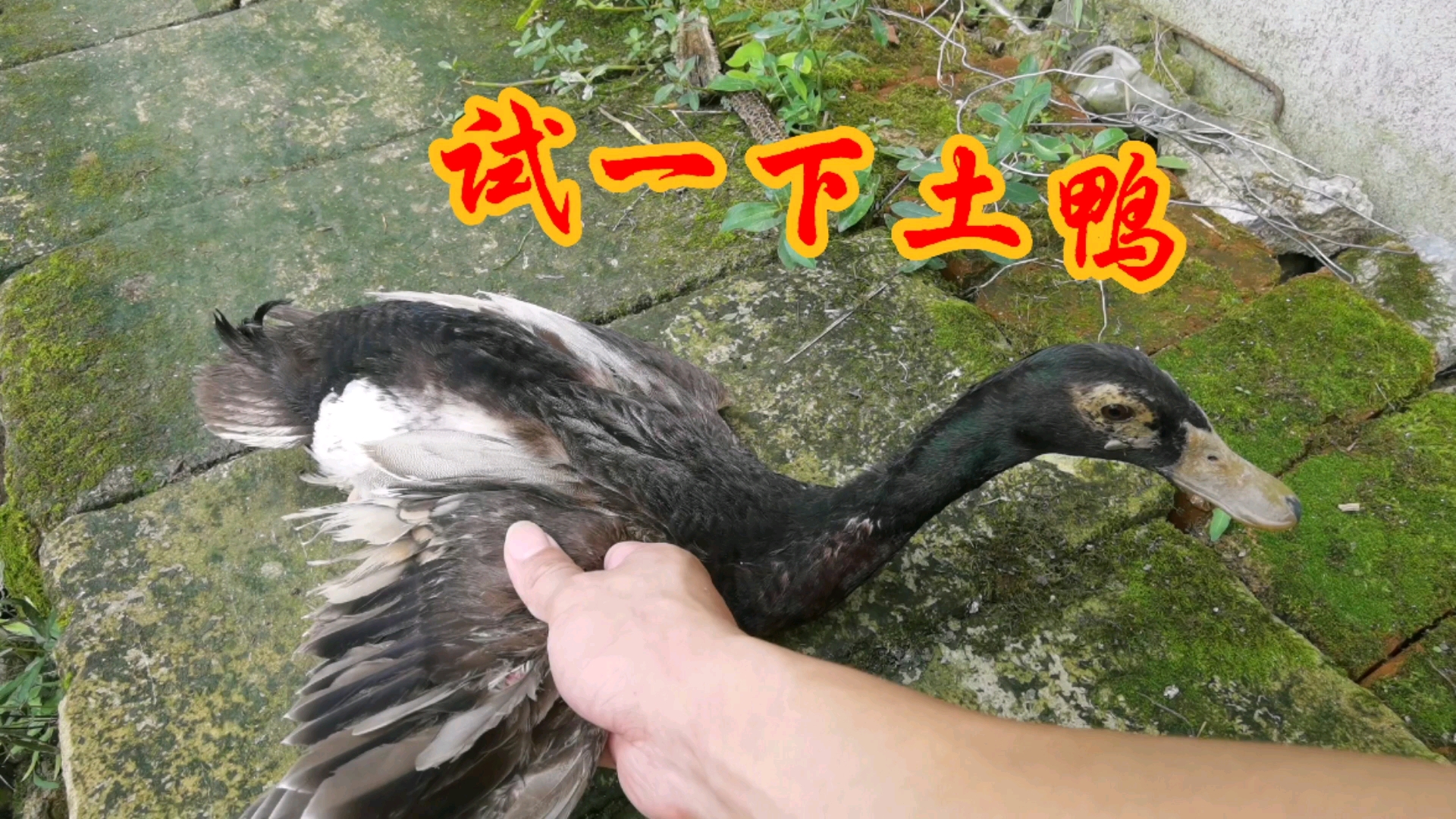 #乡村生活#真的农村土鸭，随便烧都香