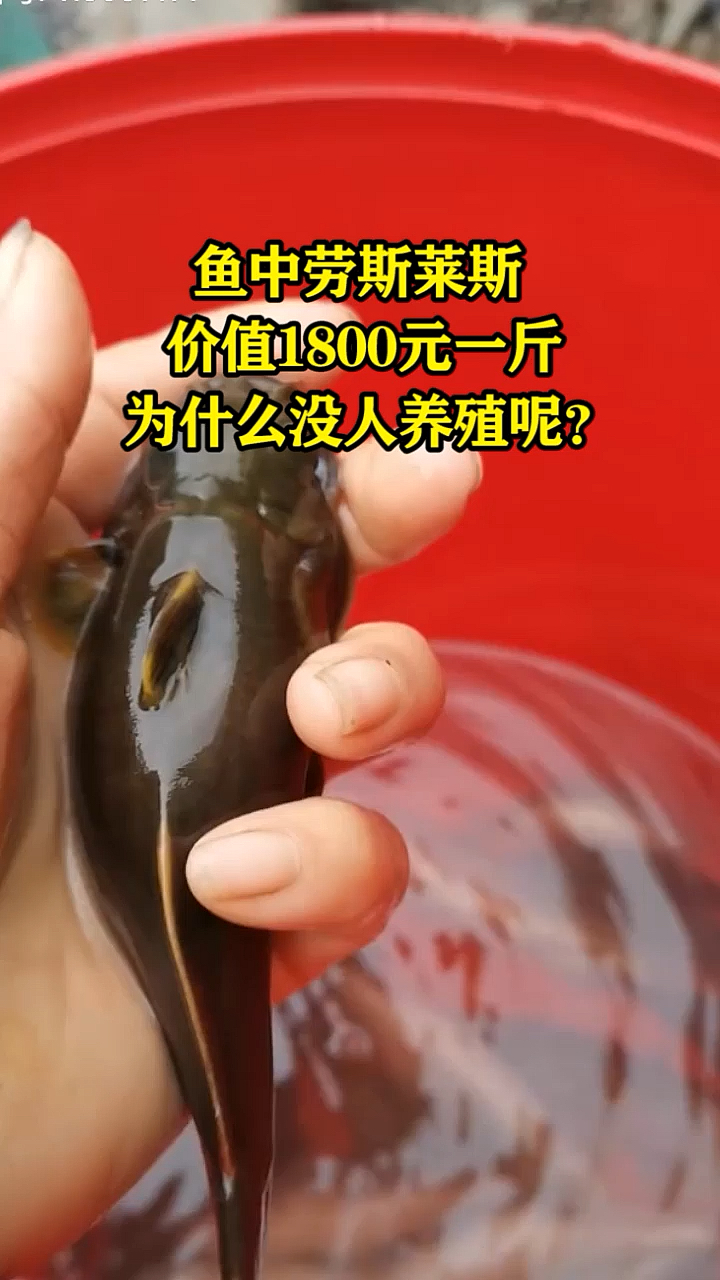 鱼中劳斯莱斯价值1800元一斤,为什么没人养殖呢?